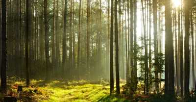 sunbeams-breaking-through-pine-tree-forest-at-sunrise.jpg_s=1024x1024&w=is&k=20&c=9UnBieok-LmVjLdhtBqOZK--wBy8Vr65IJ0QQW3AT2w=.jpg