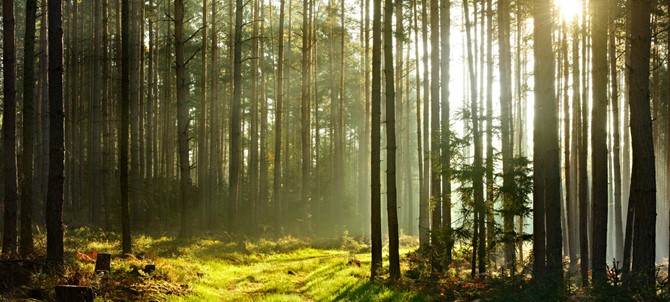sunbeams-breaking-through-pine-tree-forest-at-sunrise.jpg_s=1024x1024&w=is&k=20&c=9UnBieok-LmVjLdhtBqOZK--wBy8Vr65IJ0QQW3AT2w=.jpg