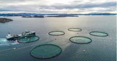 salmon-fish-farm-bergen-norway.jpg_s=1024x1024&w=is&k=20&c=TCbOAcVz7L3JkIusl6MJMoQKJZ5J6yj9mAZAFwWq4wU=.jpg