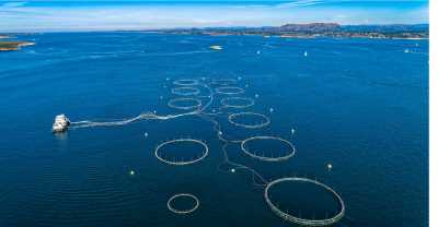 salmon-fish-farm-in-fjord-near-bergen-norway.jpg_s=1024x1024&w=is&k=20&c=XroXvI9Jfw561fkFqC3gjo8e1AP15vljVX-vgu3QGIY= (2).jpg