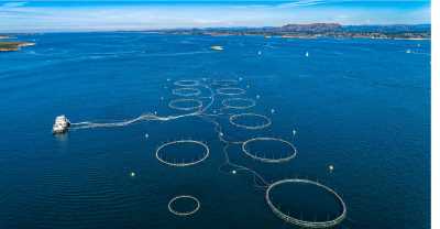 salmon-fish-farm-in-fjord-near-bergen-norway.jpg_s=1024x1024&w=is&k=20&c=XroXvI9Jfw561fkFqC3gjo8e1AP15vljVX-vgu3QGIY= (2).jpg